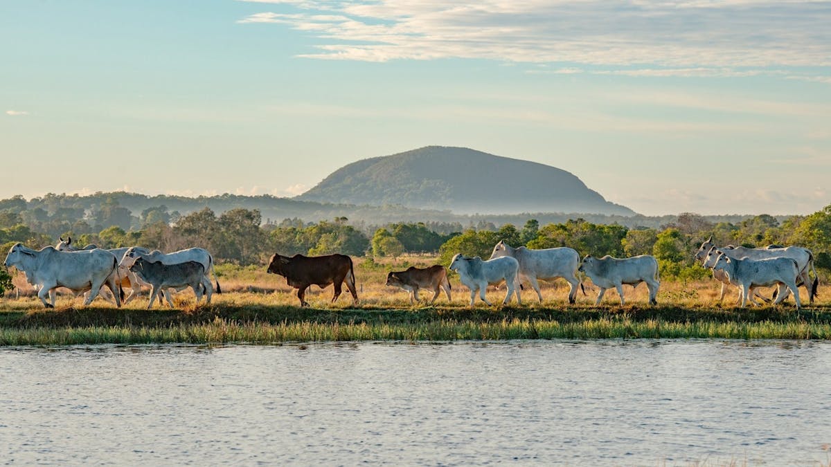 Mount Coolum