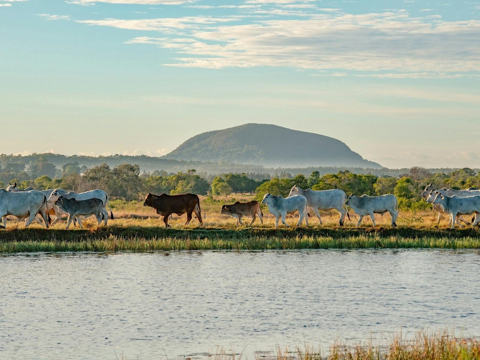 Mount Coolum Mount Coolum