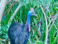 Cassowary in the rainforest behind the house.