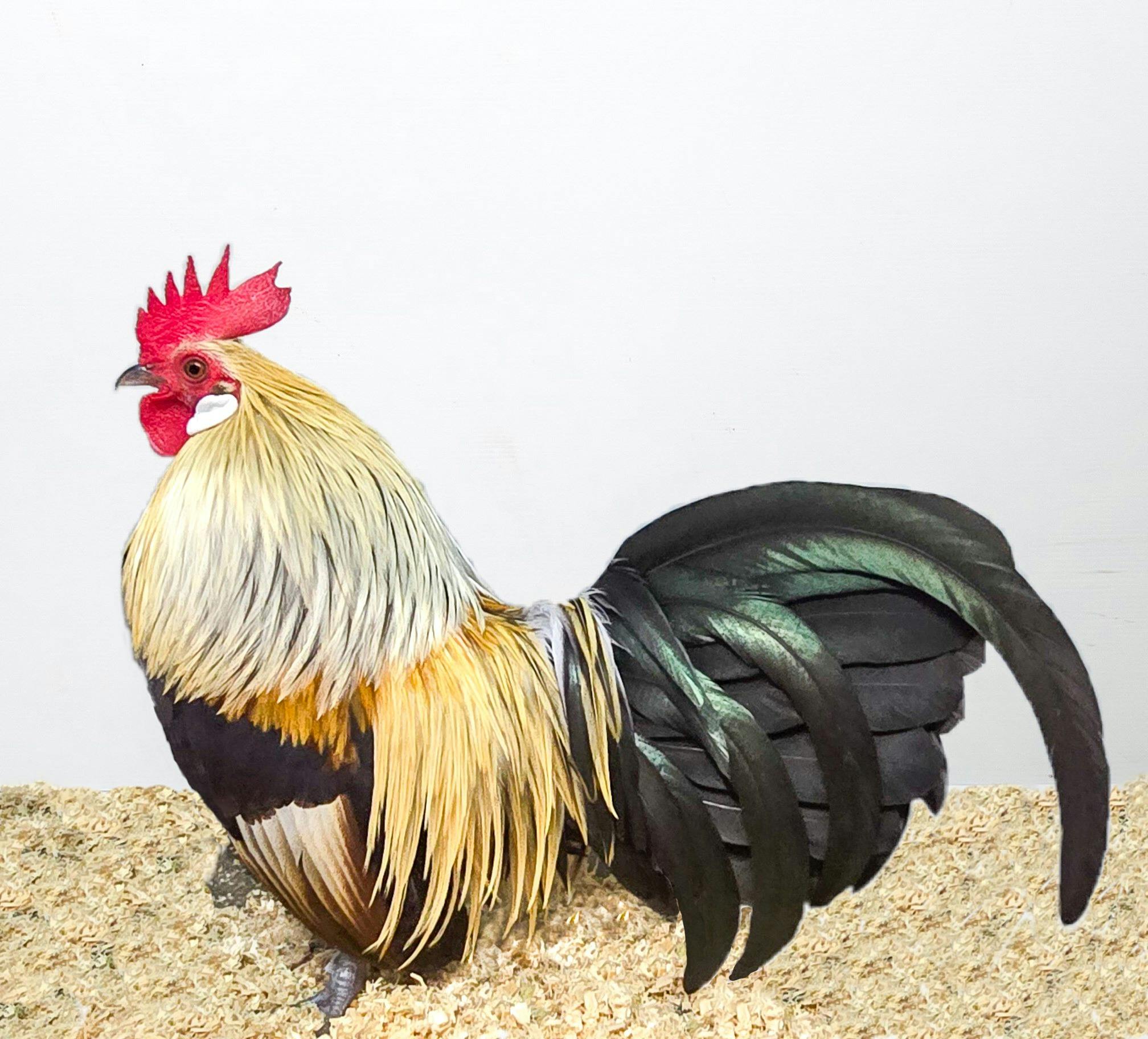 Champion bird - Royal Canberra Poultry Show