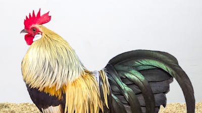 Champion bird - Royal Canberra Poultry Show
