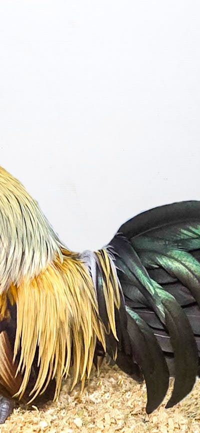 Champion bird - Royal Canberra Poultry Show