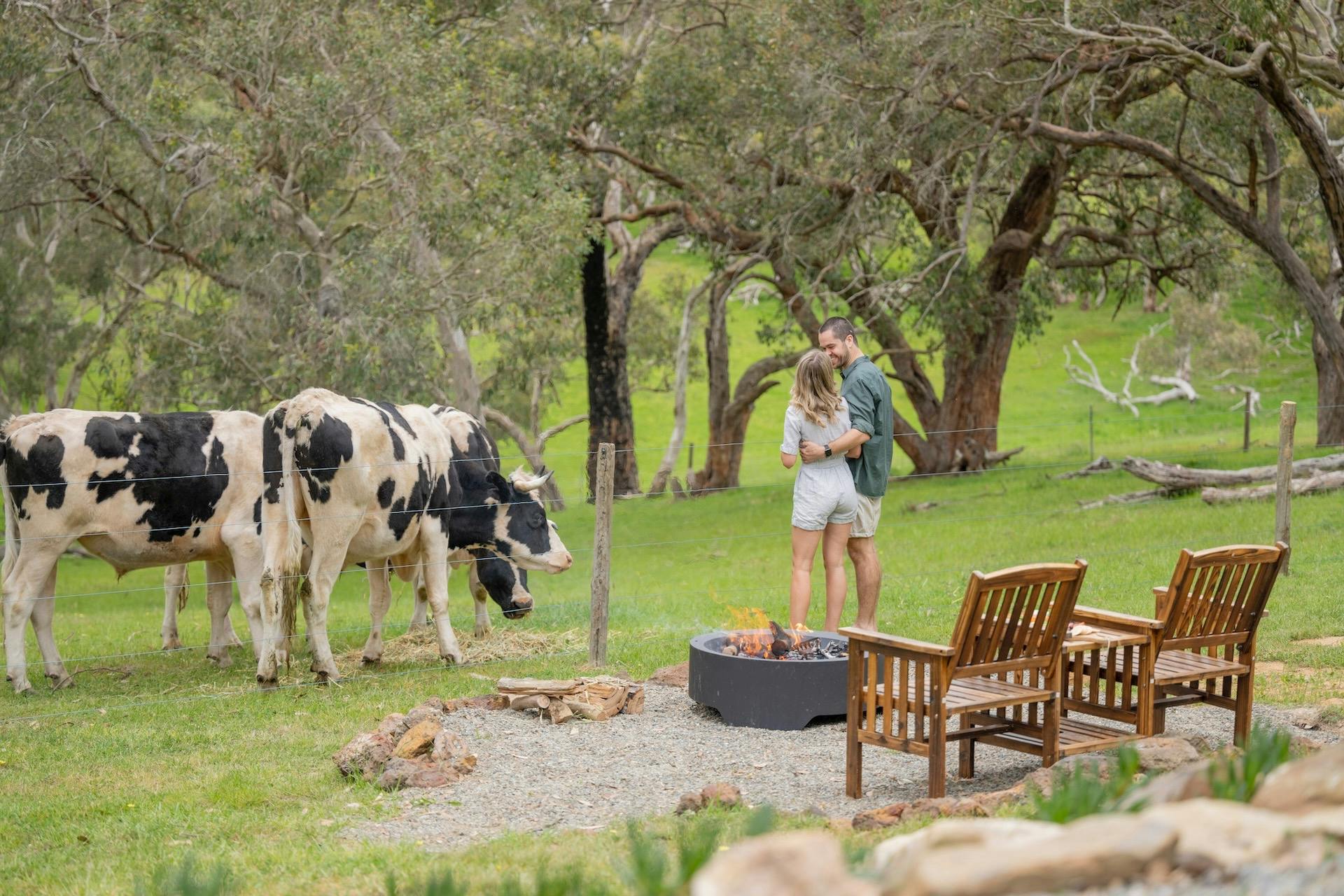 Feed the friendly cows