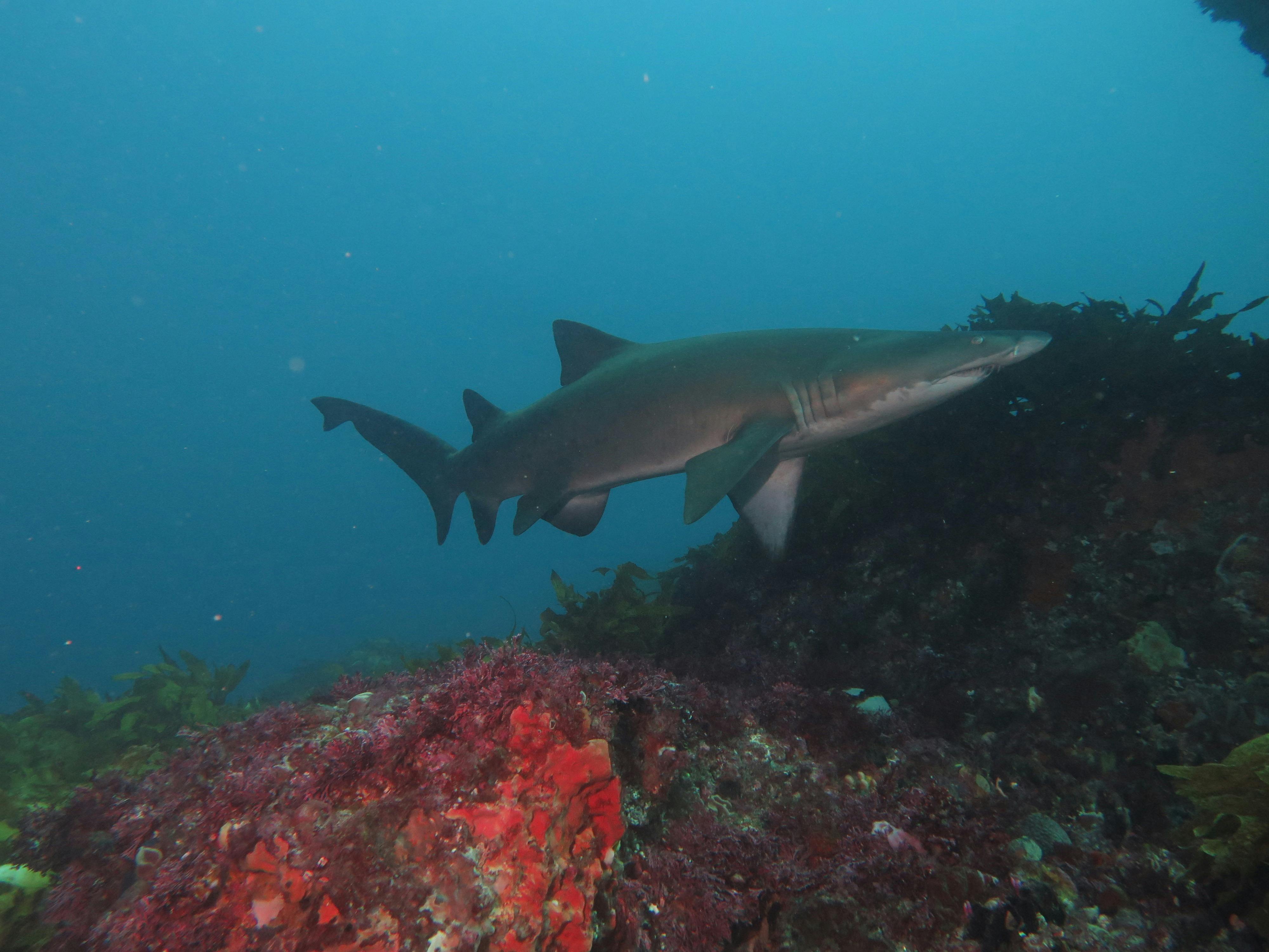Bucket List Dive, Fremantle, Western Australia