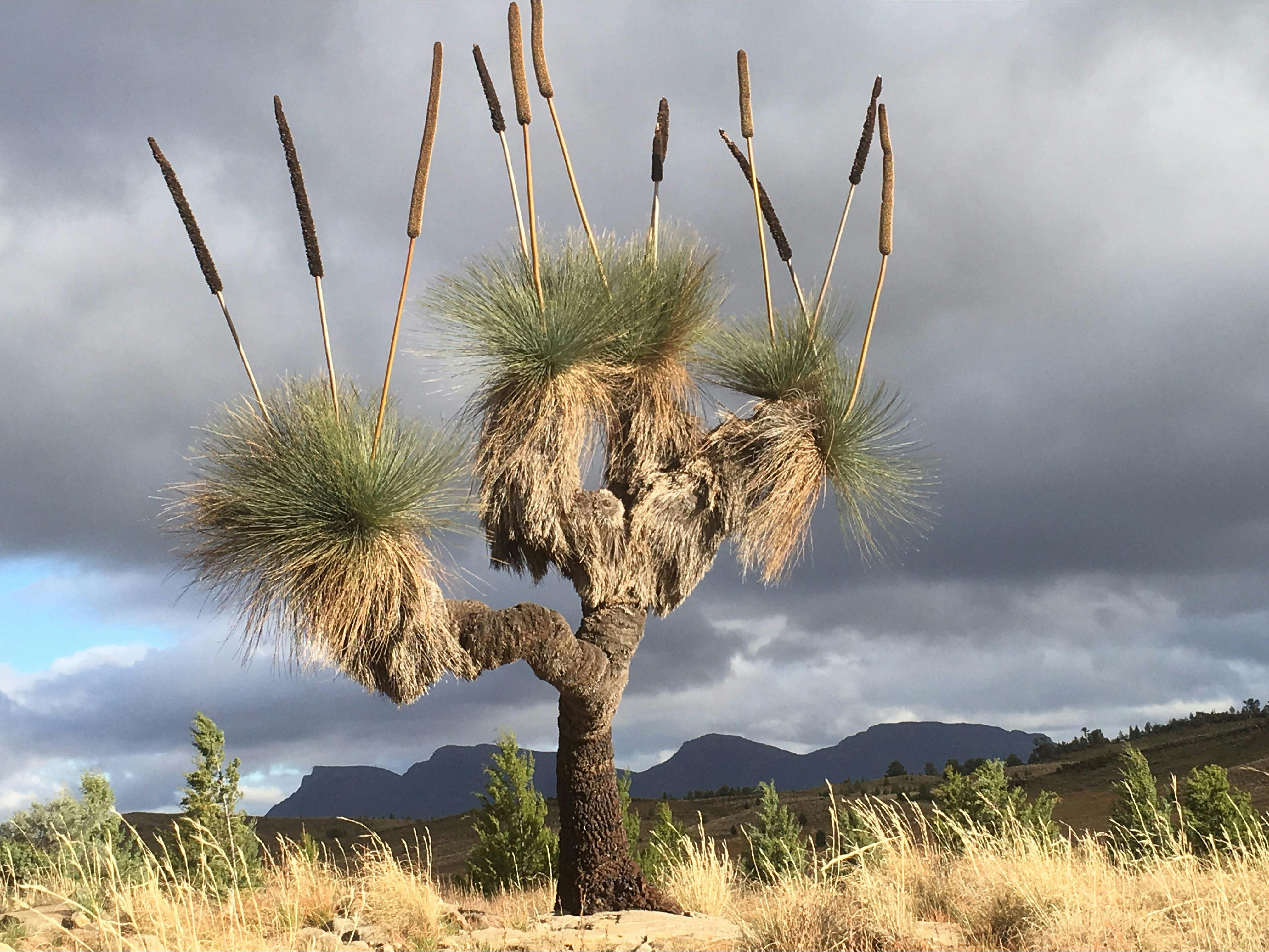 Grass Tree