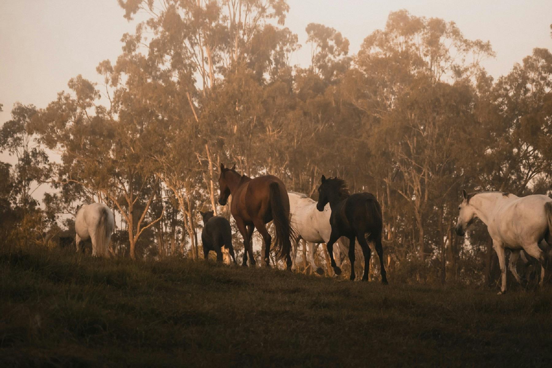 ザ ランチ オン クラレンス: 乗馬と馬に関する体験