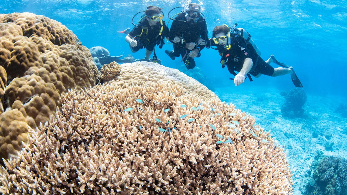scuba divers over corals