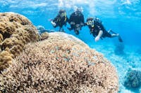 scuba divers over corals