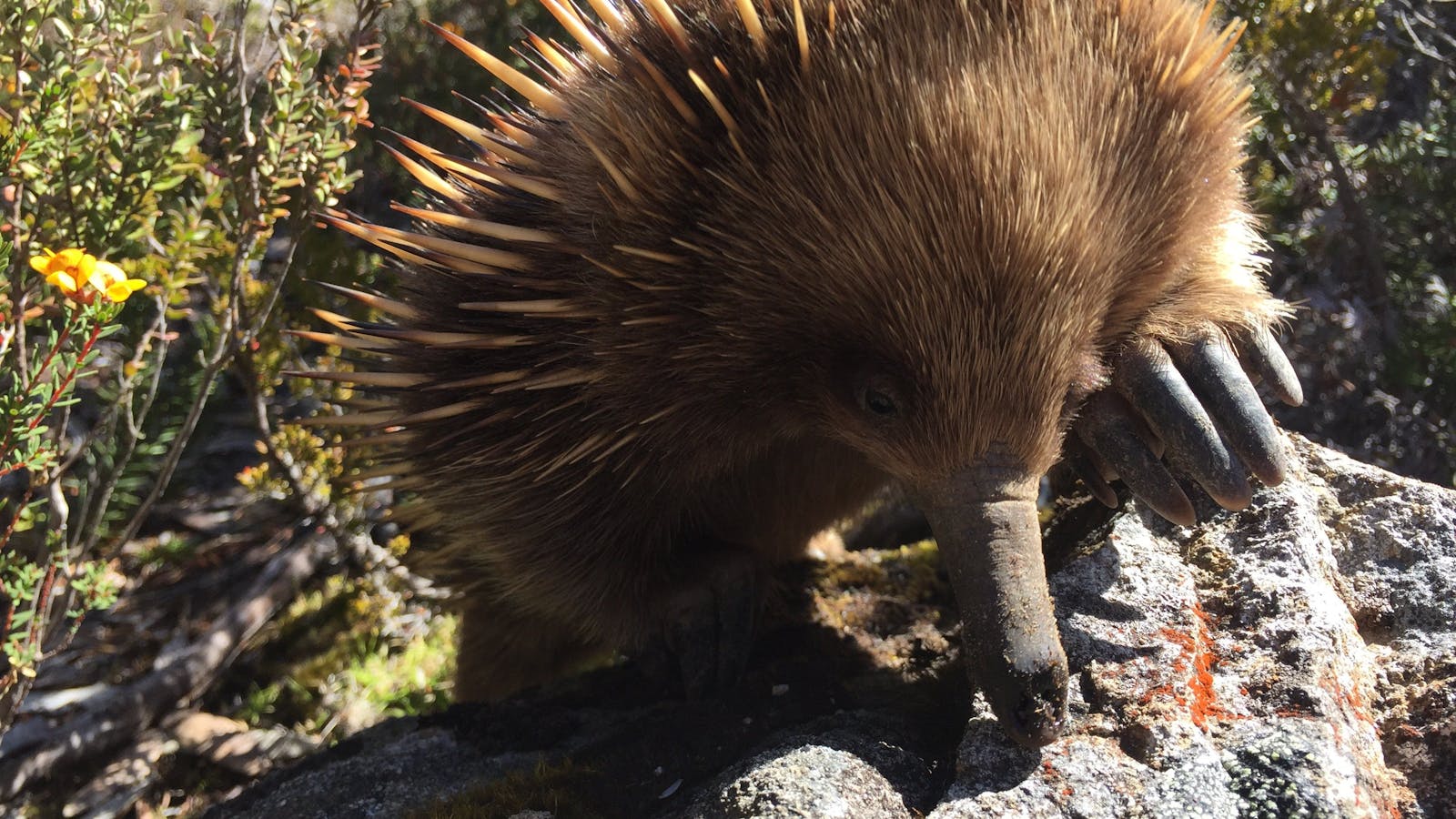 Echidna along Mt Rufus Track