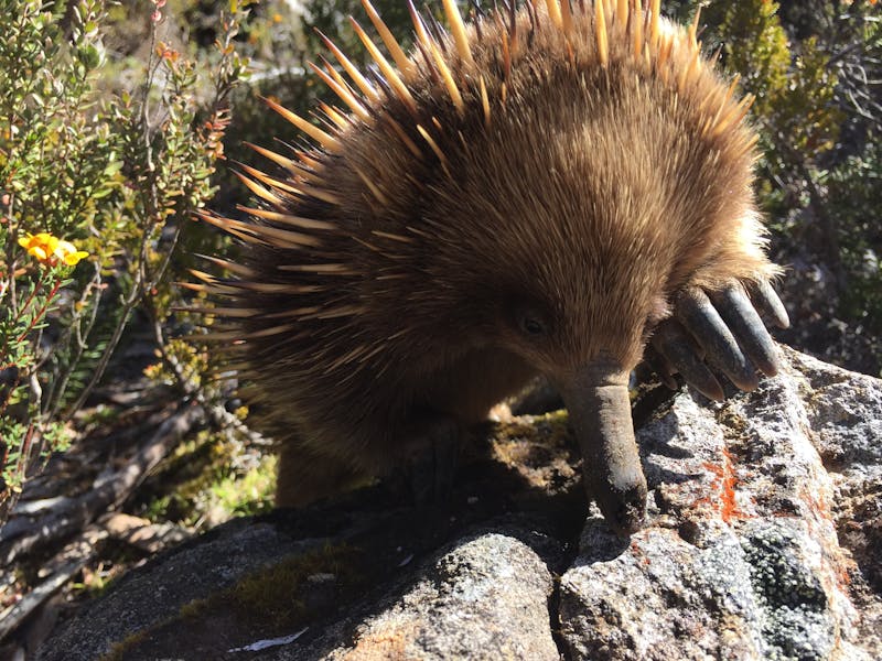 Lake St Clair (Cradle Mountain - Lake St Clair National Park
