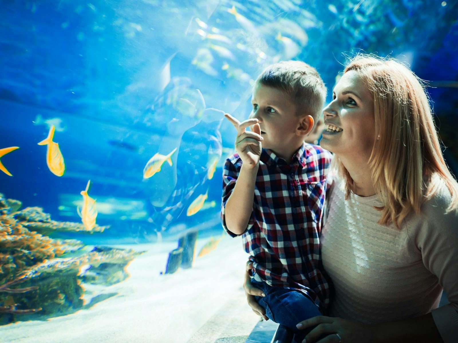 SEA LIFE Aquarium – Family Fun with Ocean Wonders