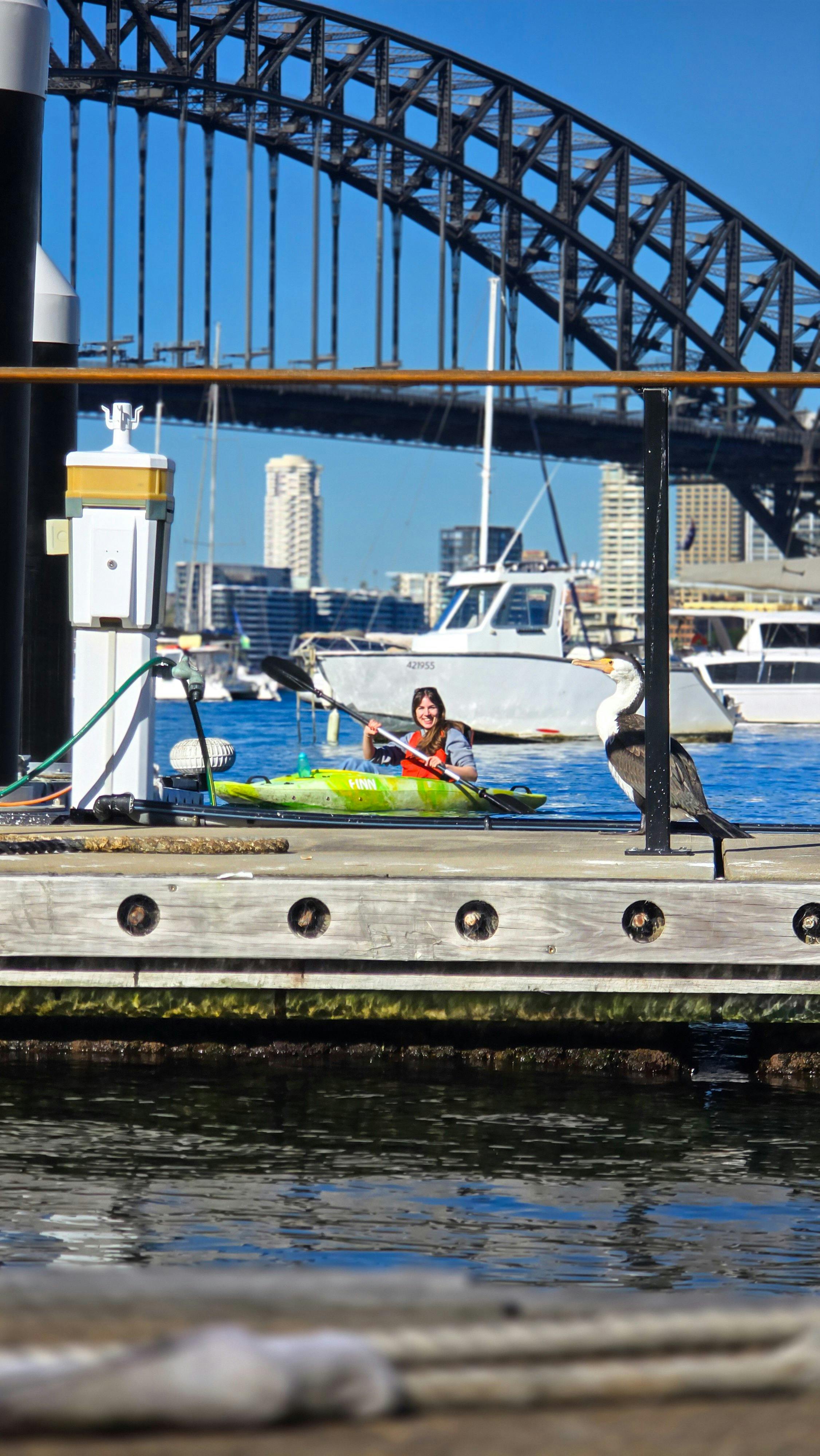 Lady kayaking Sydney Harbour and looking at a cormorant in Lavendar Bay