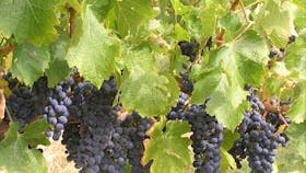 Cabernet Grapes - The Pilot