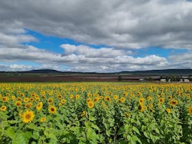 Winter Sun at Warraba Sunflowers
