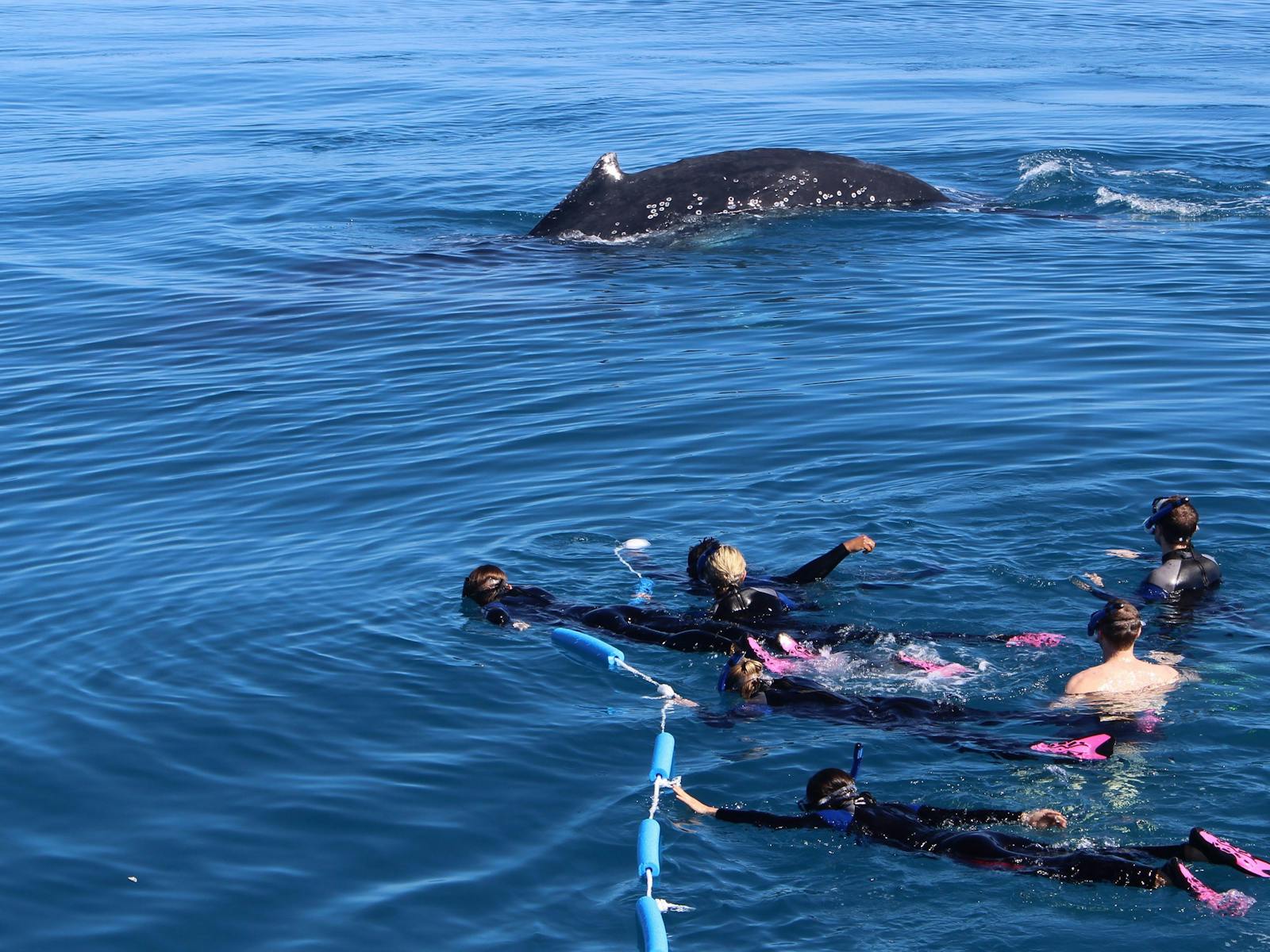 whale swimmers and whale