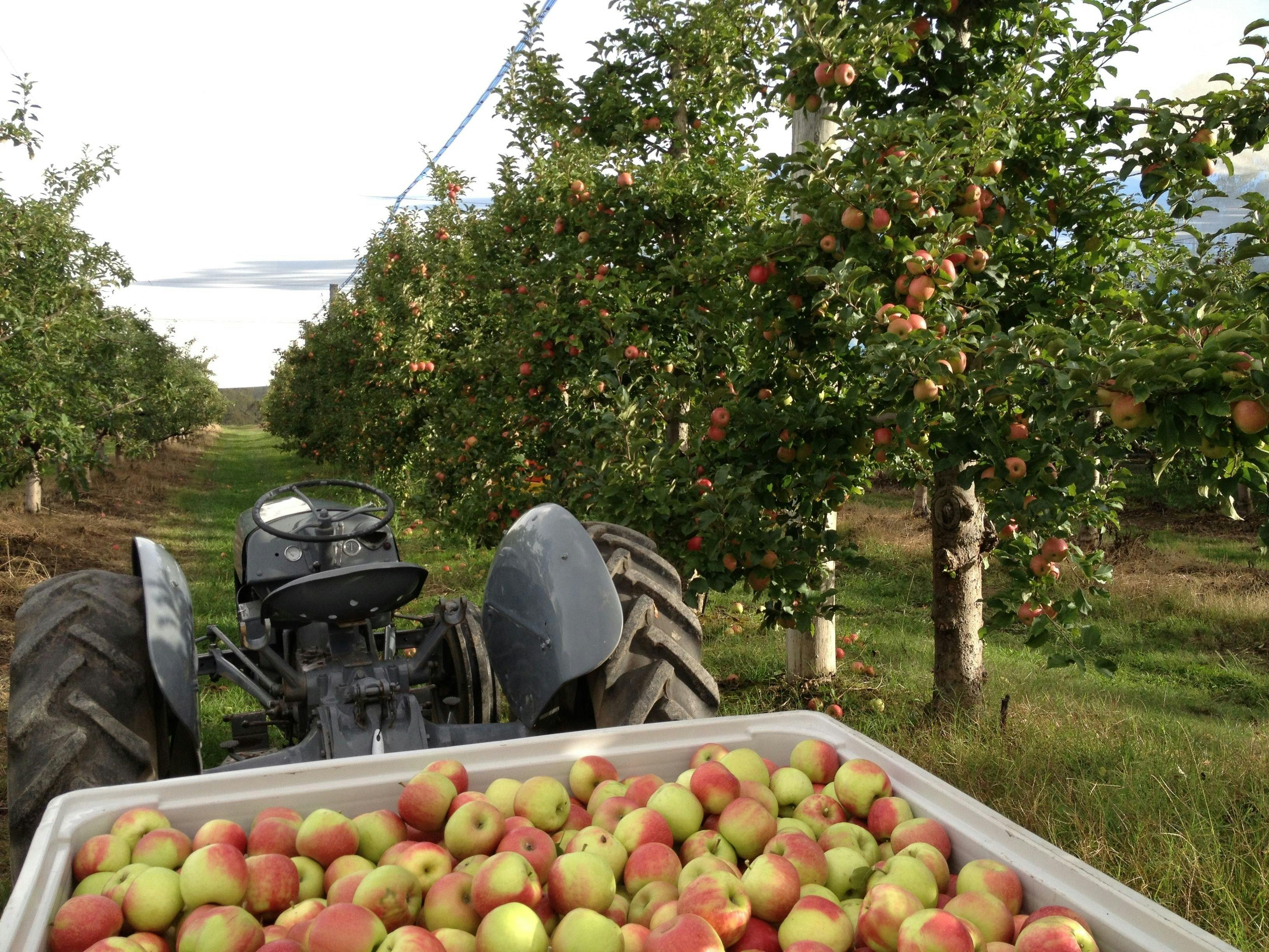 Tractor parked in a row of pink lady apple trees, towing a full bin of apples behind it