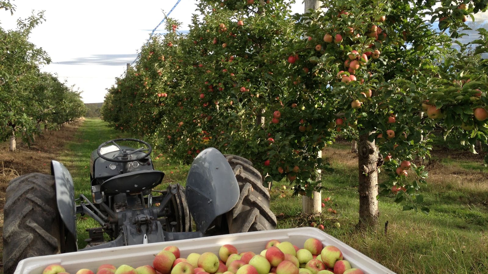 Darkes Glenbernie Orchard