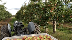 Picking fresh apples at Glenbernie Orchard