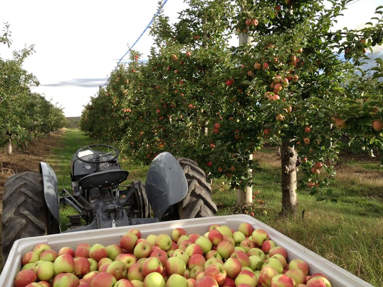 Picking fresh apples at Glenbernie Orchard