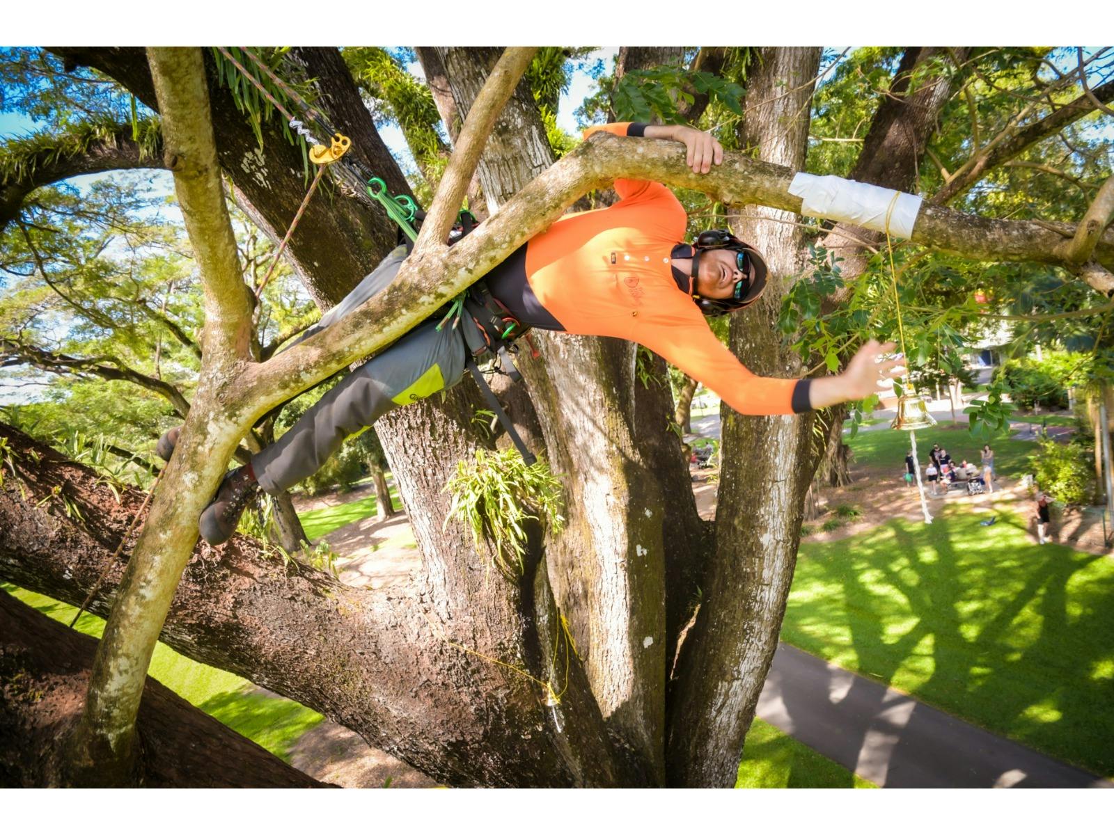 Arborist out on a limb