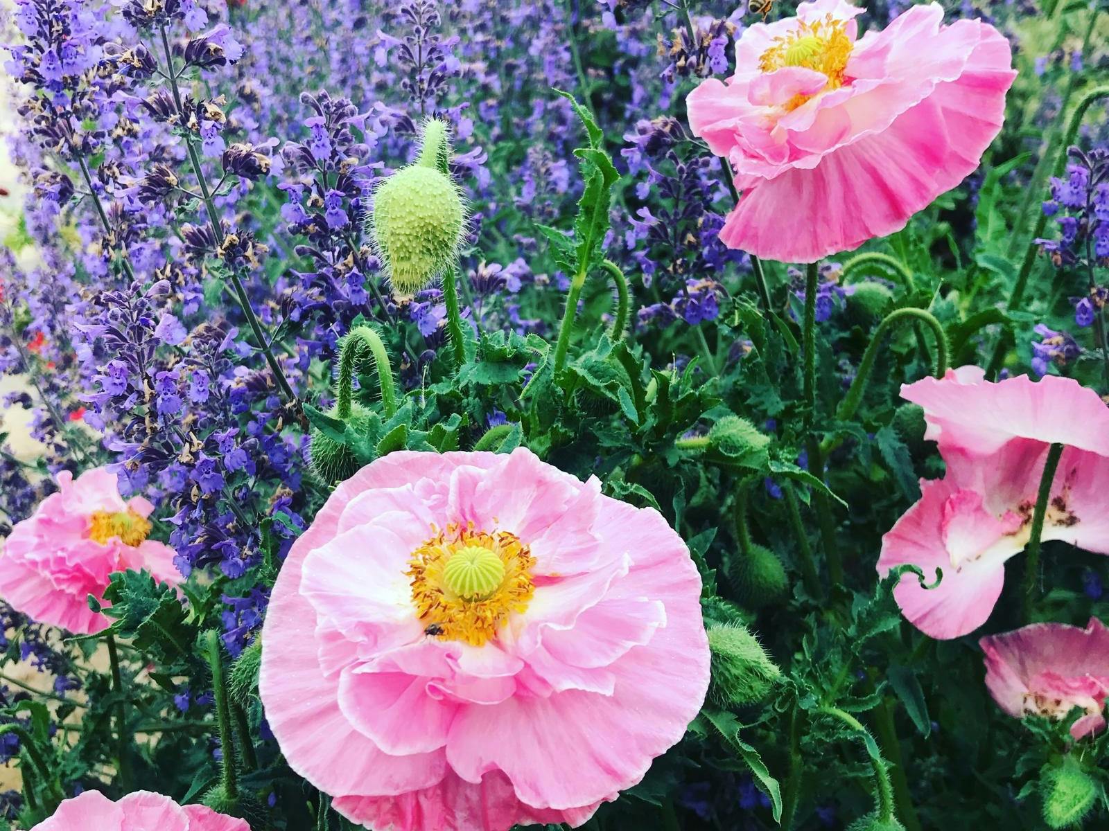 Beautiful flowers