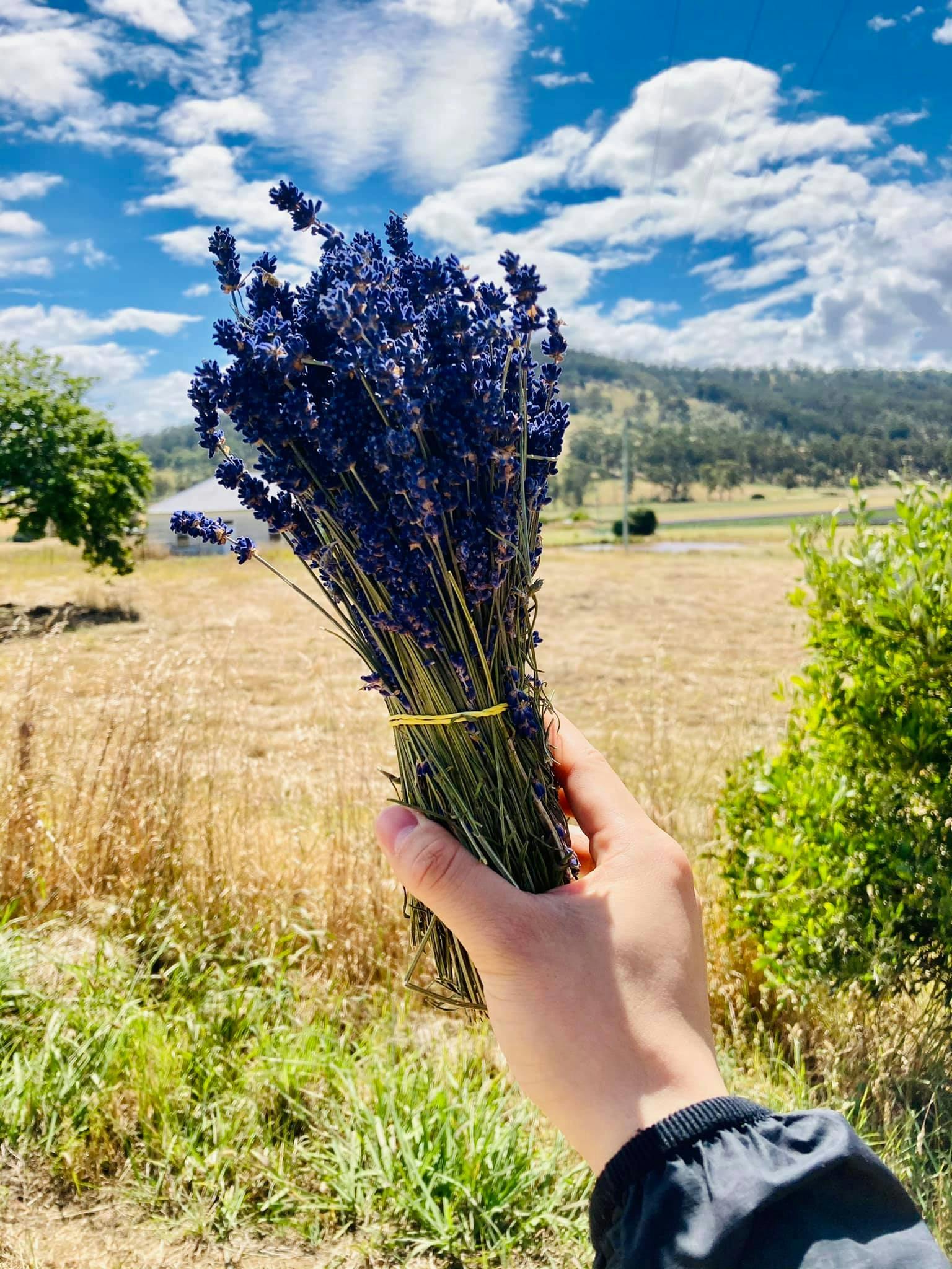 Huon Valley Lavender & Apple Shed Exploration