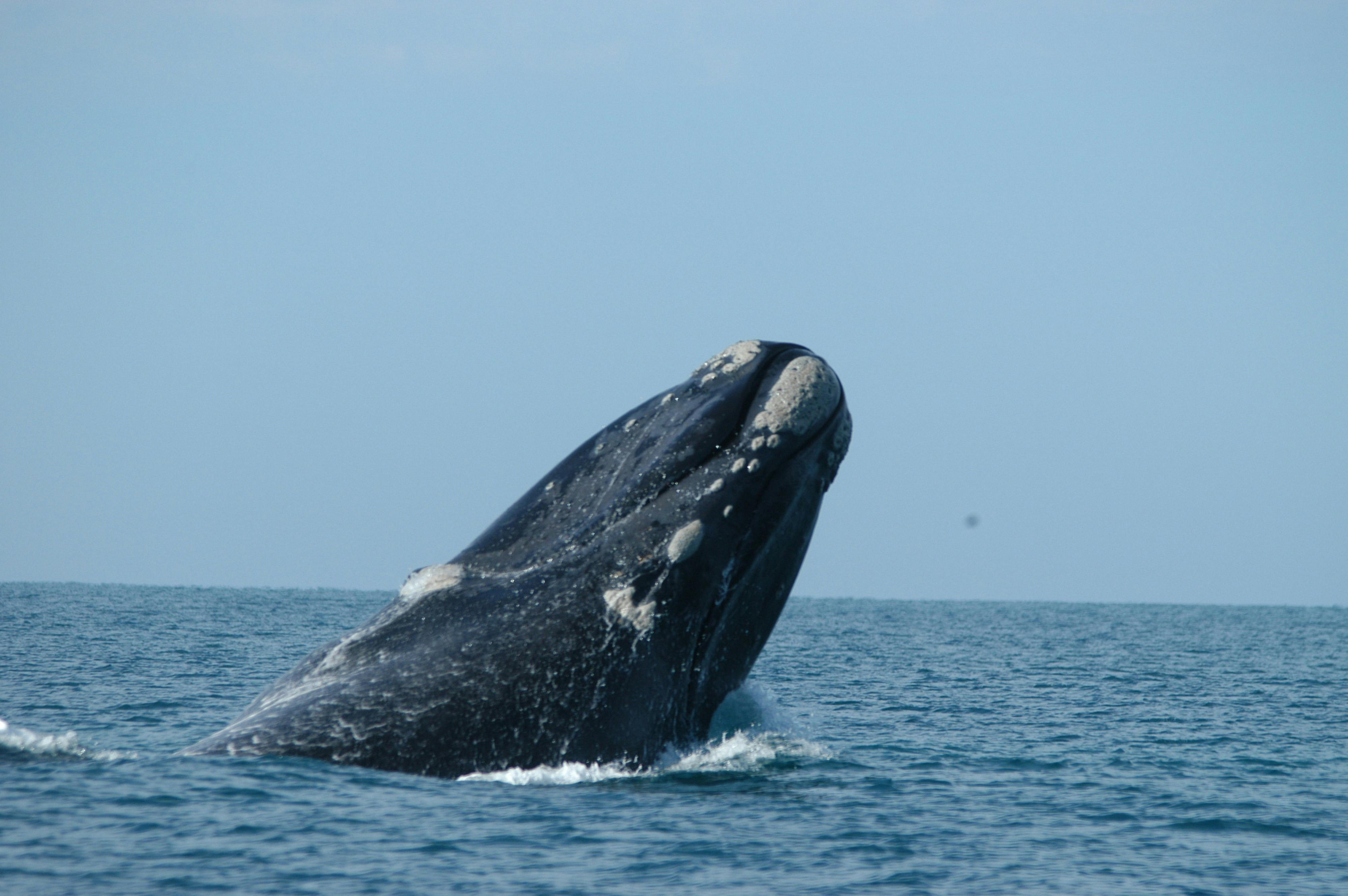 Whales Of The Nullarbor
