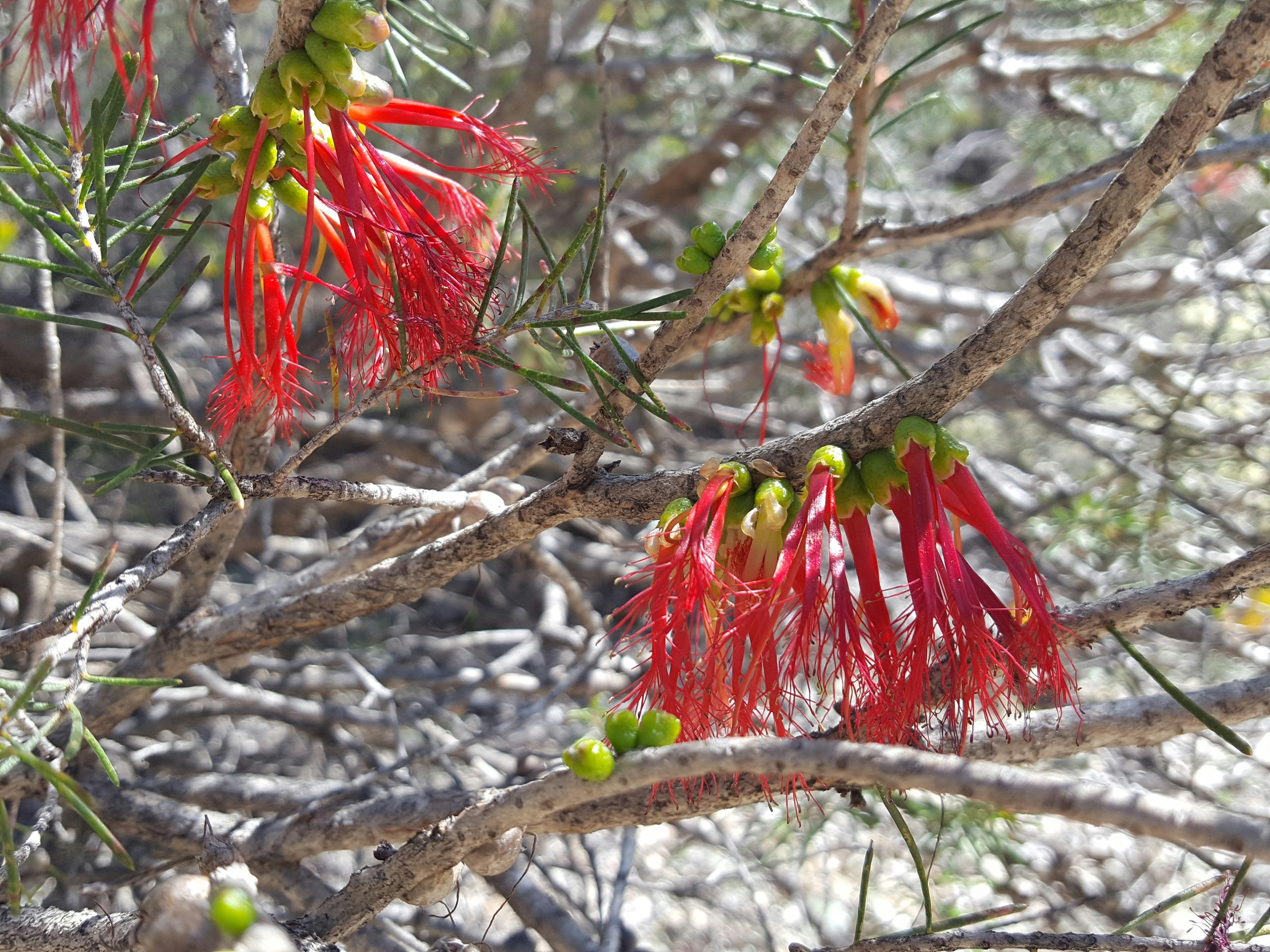 Wongamine Nature Reserve