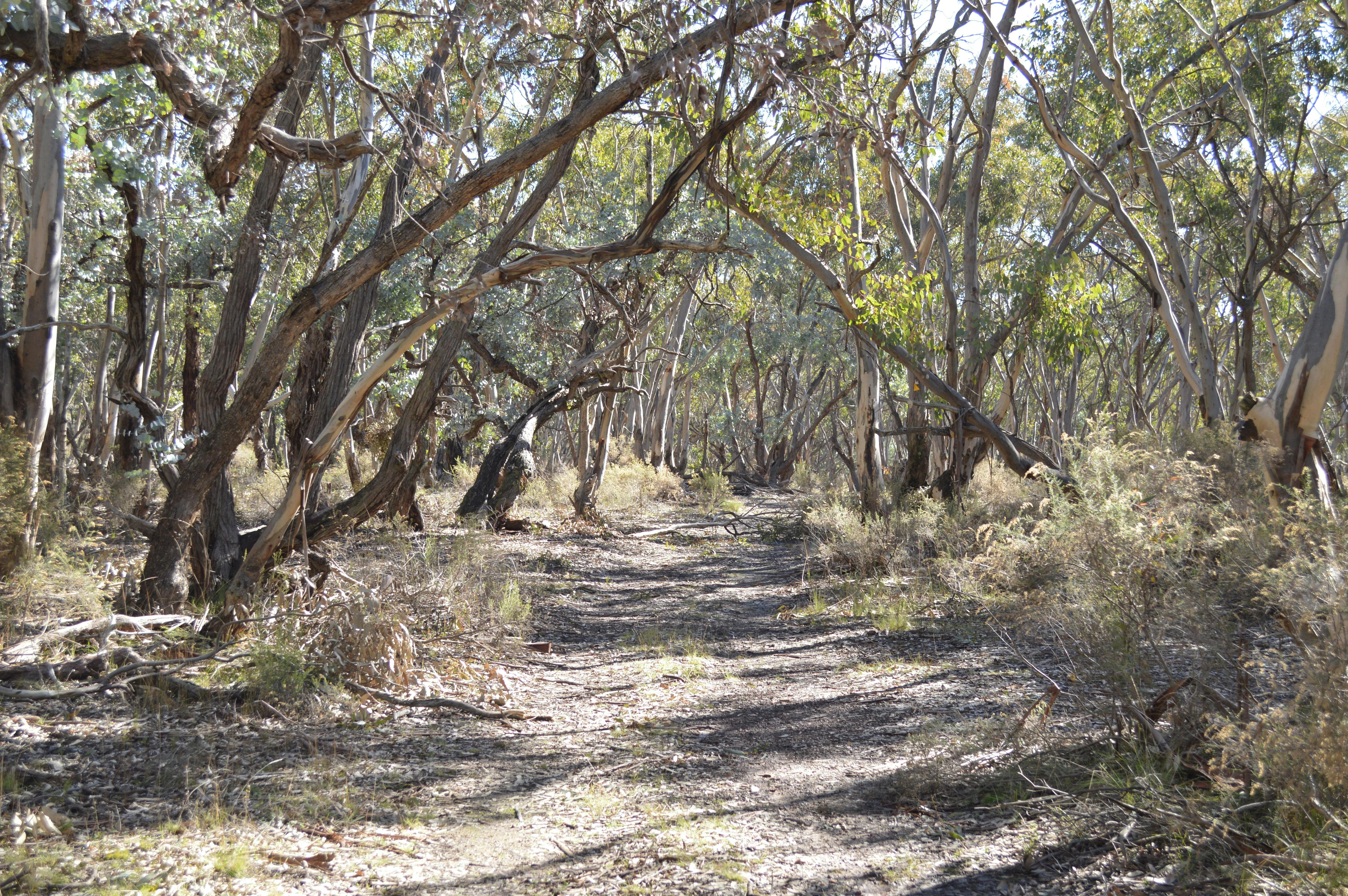 Bushwalking, Bathurst, Birdwatching