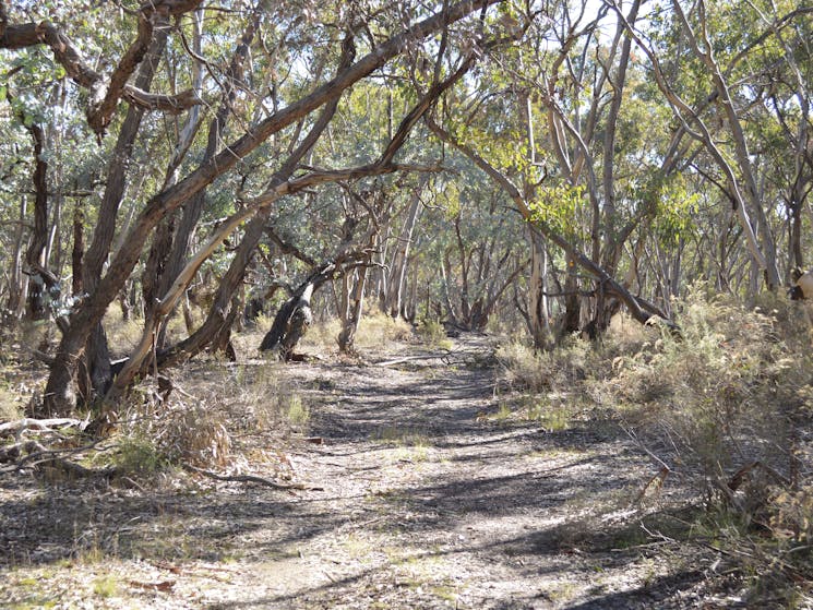 Bushwalking, Bathurst, Birdwatching