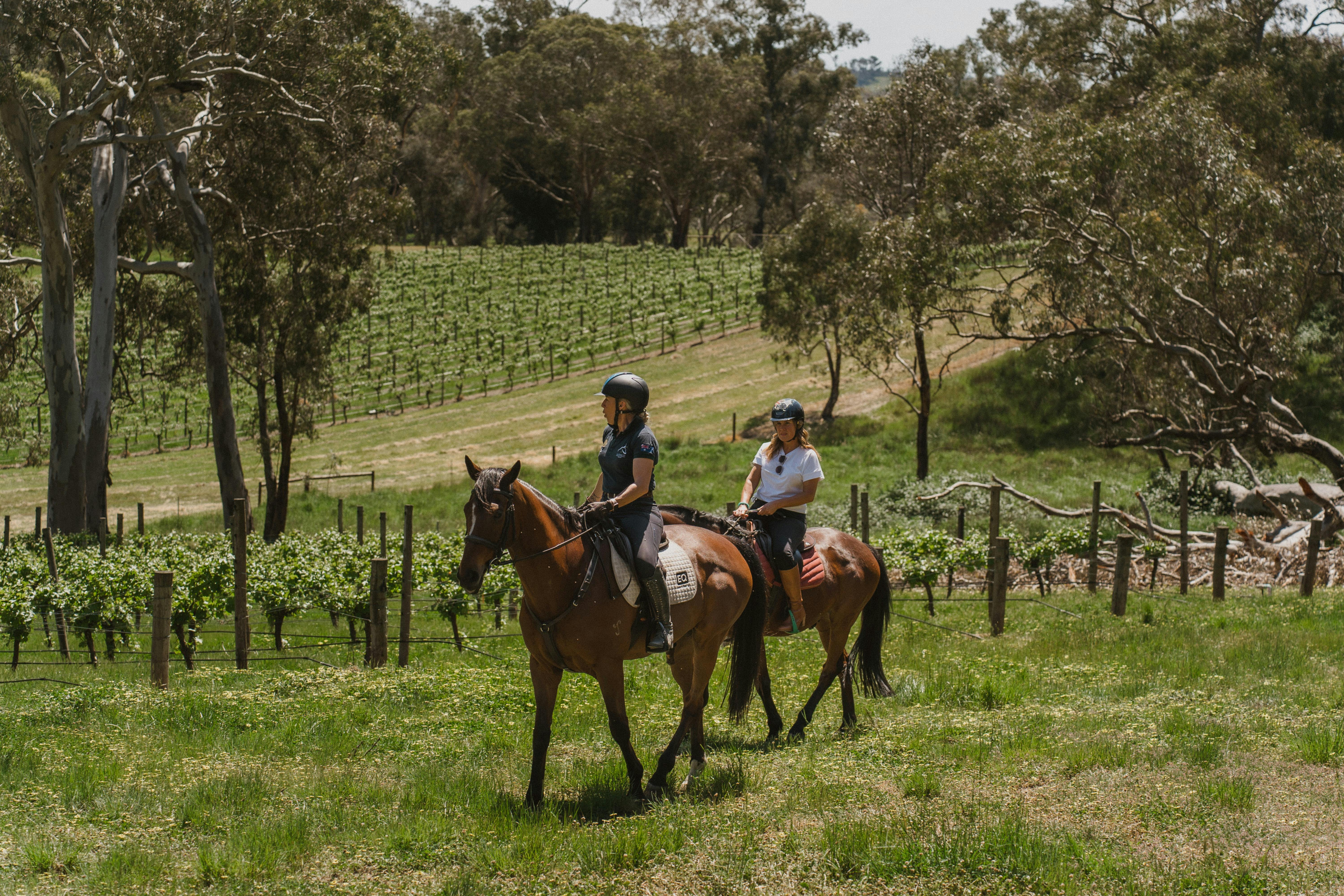 Horse Riding at Petaluma Wines