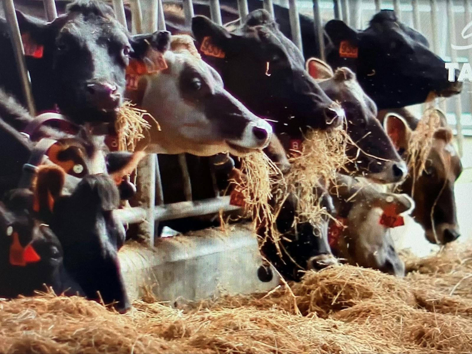 Treat time at the Robotic Dairy
