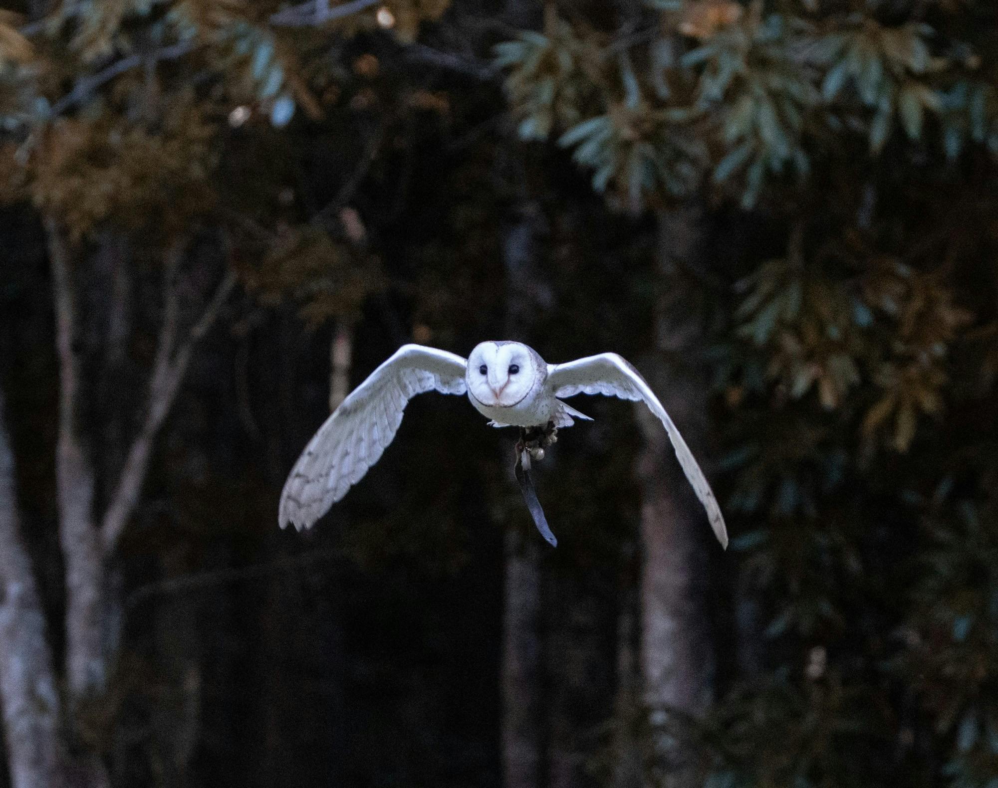 Forest Flight Owl Encounter