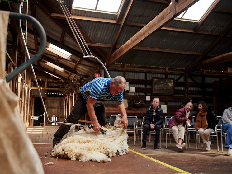 Shear Outback, Hay