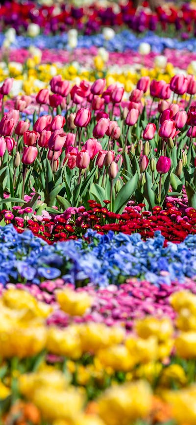 Close up shot of colourful blooms