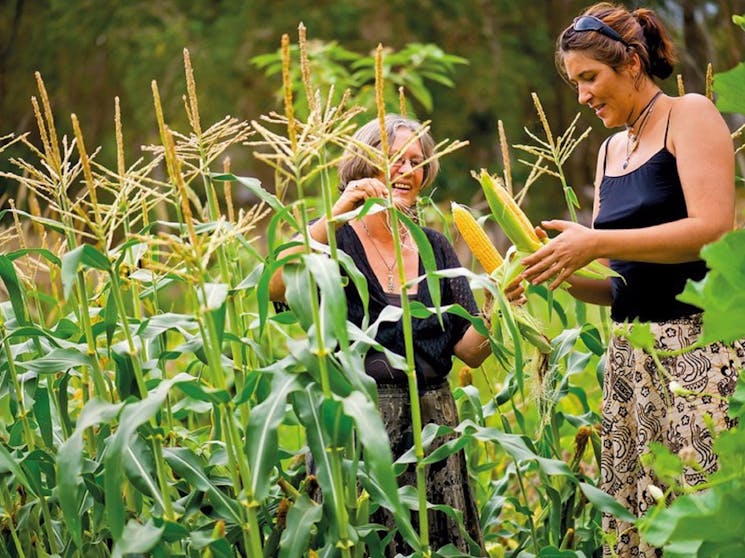 Djanbung Permaculture Gardens