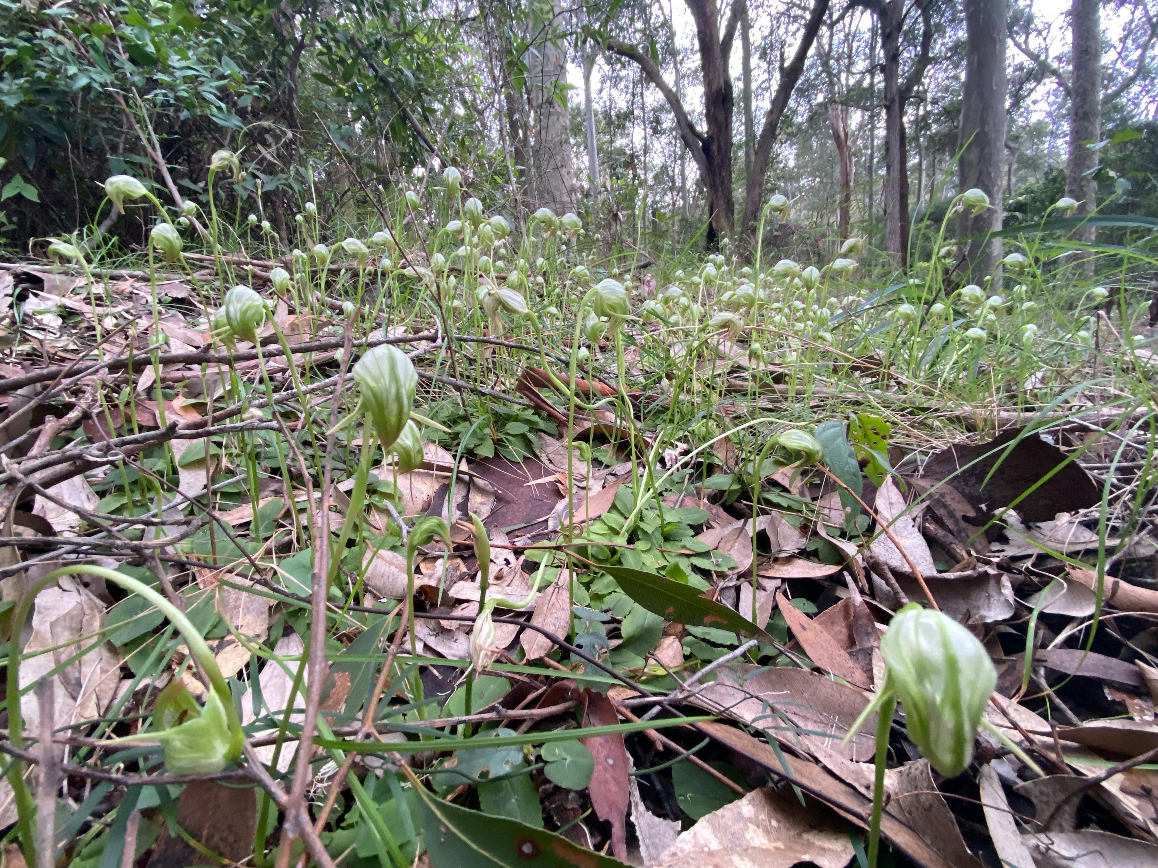 A carpet of native greenhood orchids on the forest floor