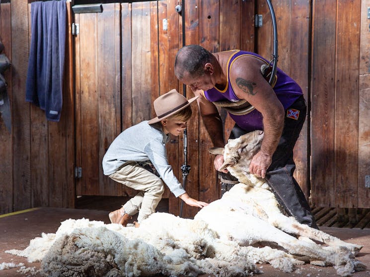 Shearing