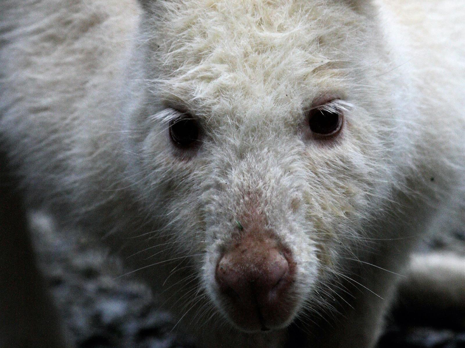 White Wallaby - Inala