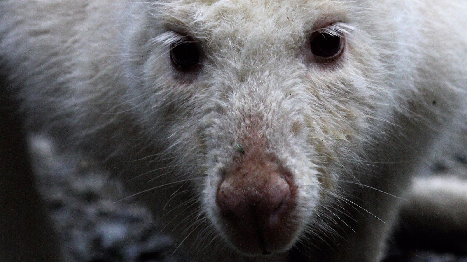 White Wallaby - Inala