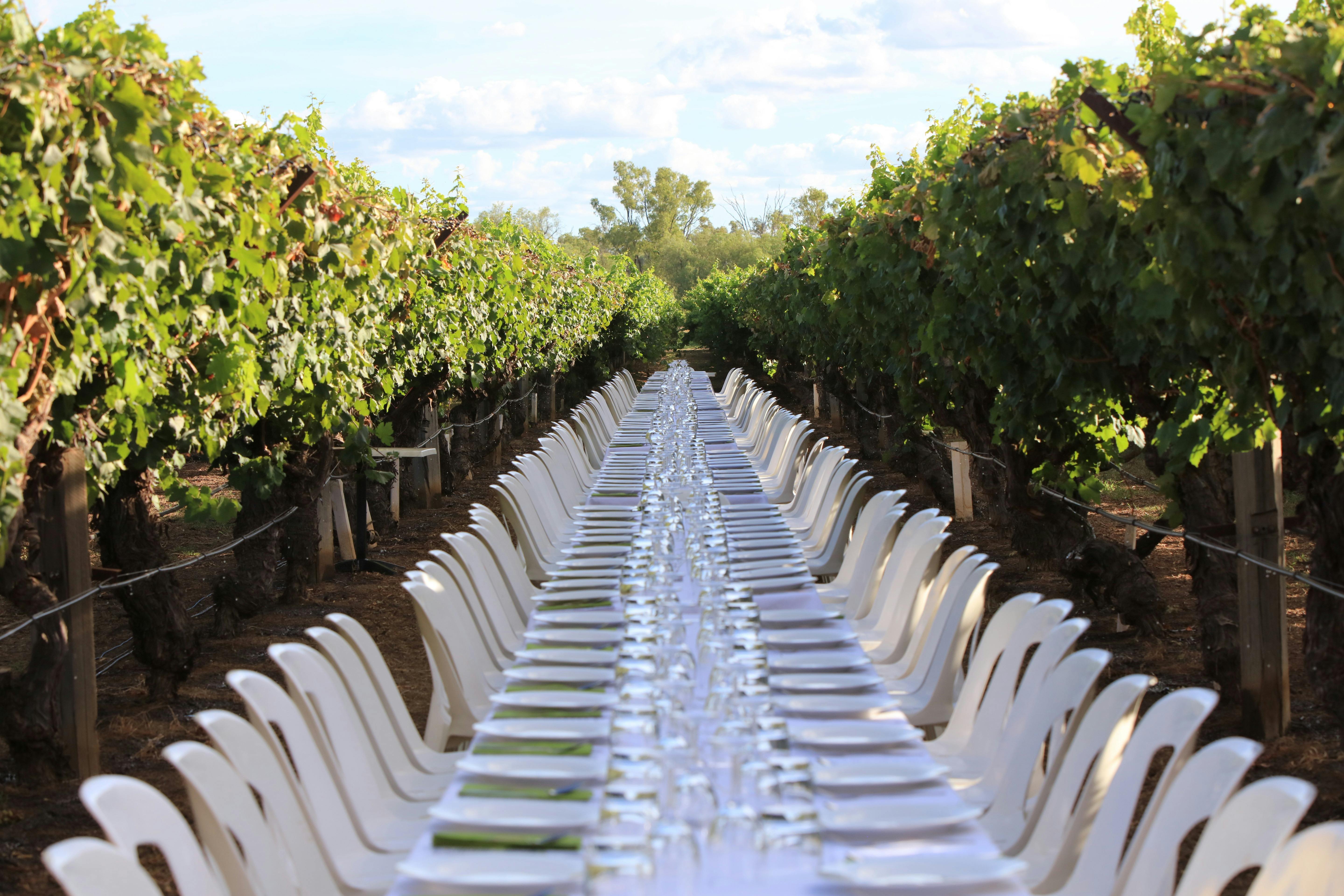 Riversands Long Table in the Vines