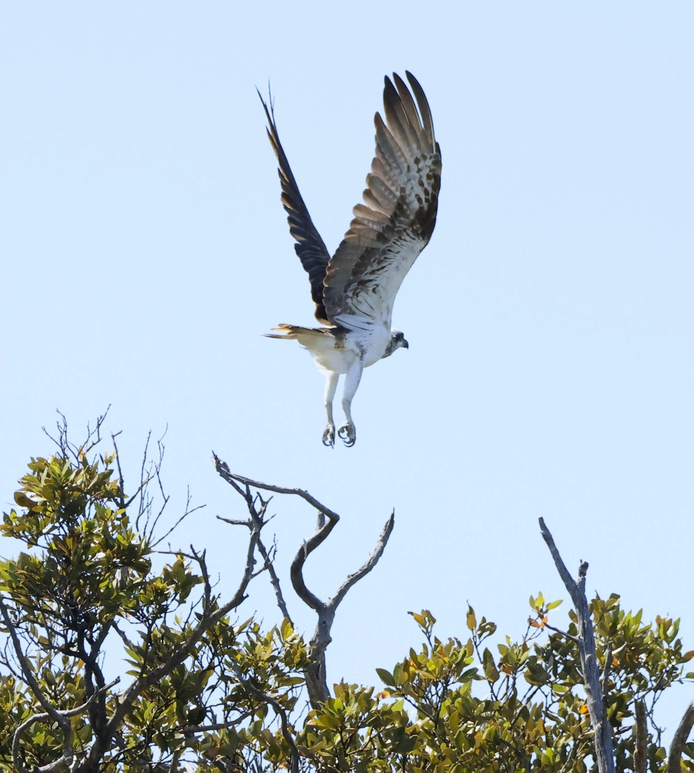 Osprey can be seen ocassionally