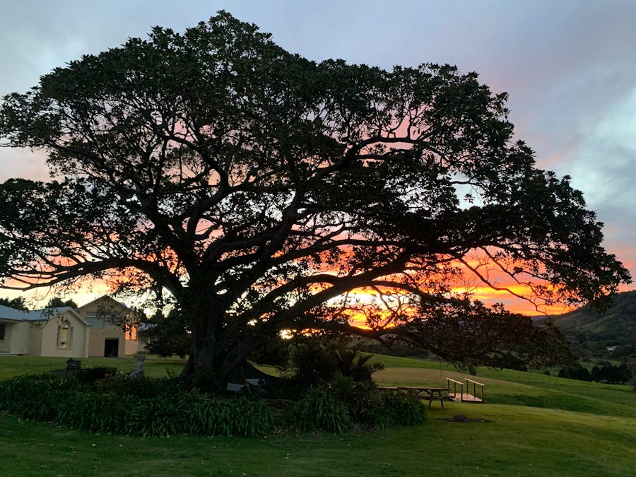 Fig Tree