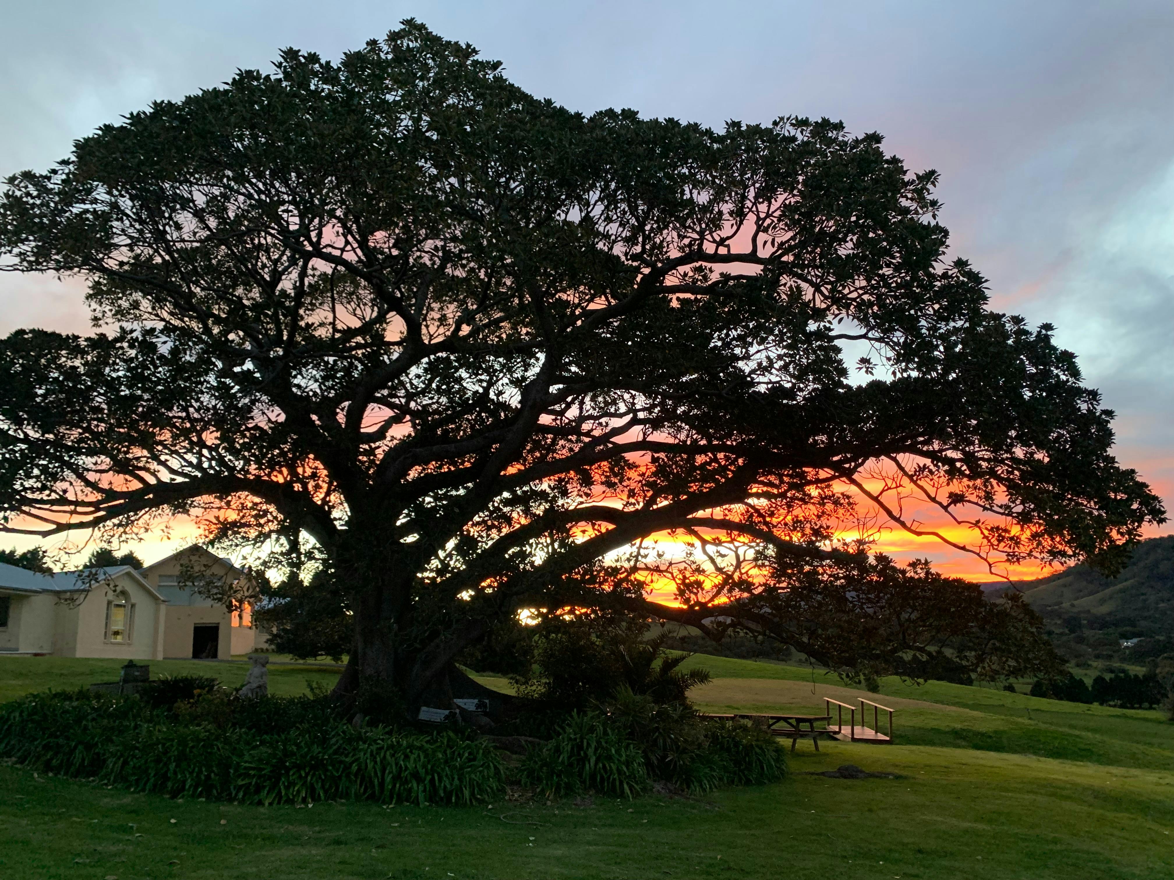 Fig Tree