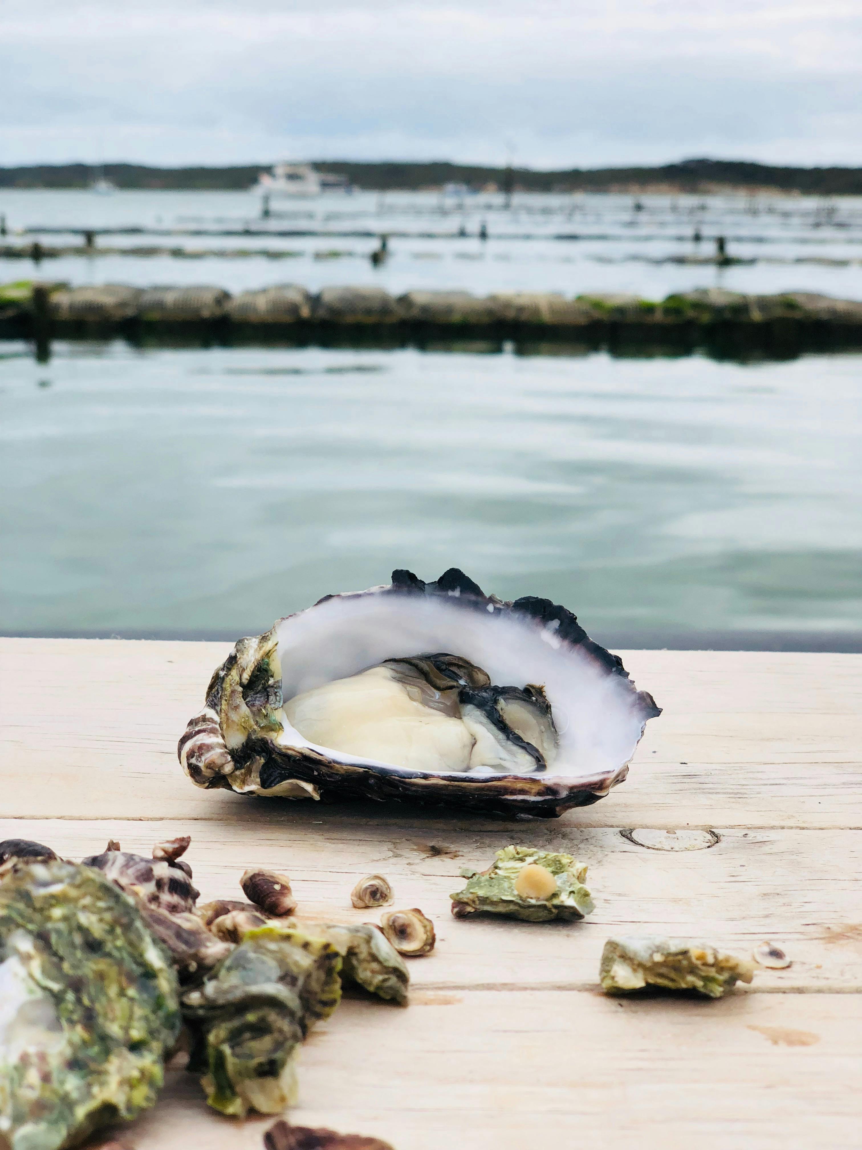 Oyster HQ Port Lincoln, South Australia