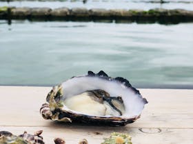 Oysters