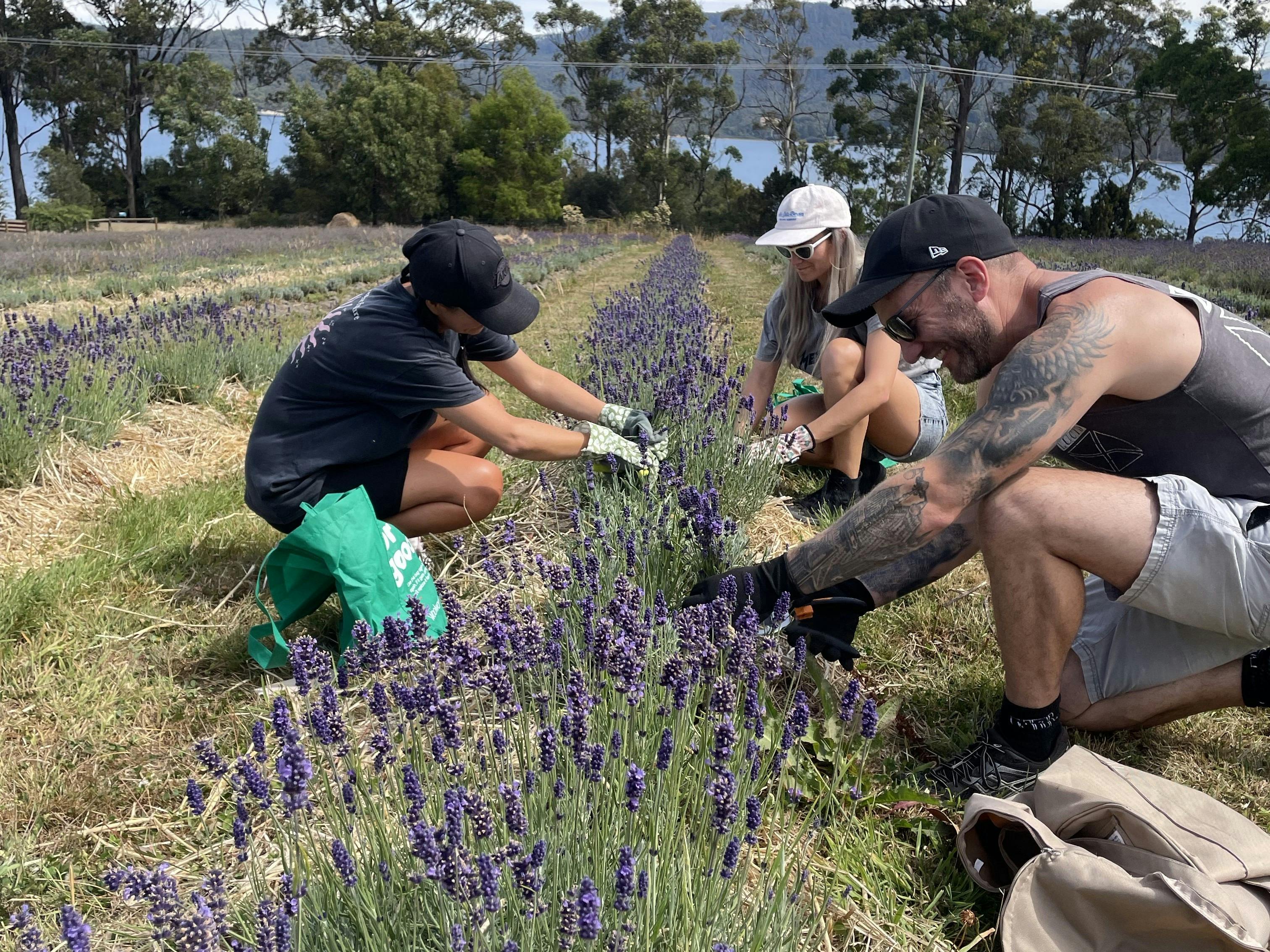 Three visitors cutting flowering lavender in rows overlooking the Huon River at Lavender Goat Farm.