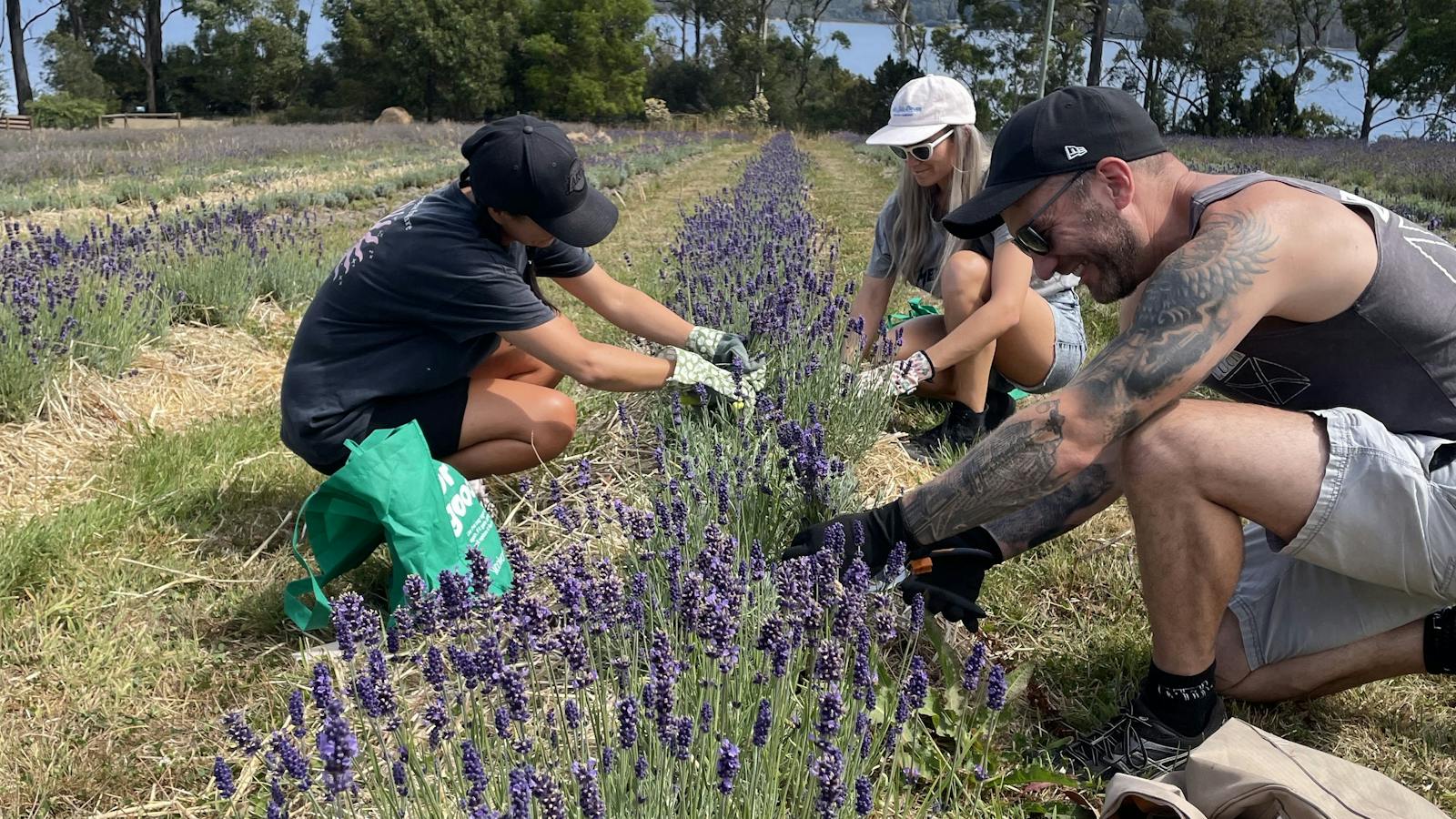 Visitors harvesting lavender during a seasonal farm experience at Lavender Goat Farm.