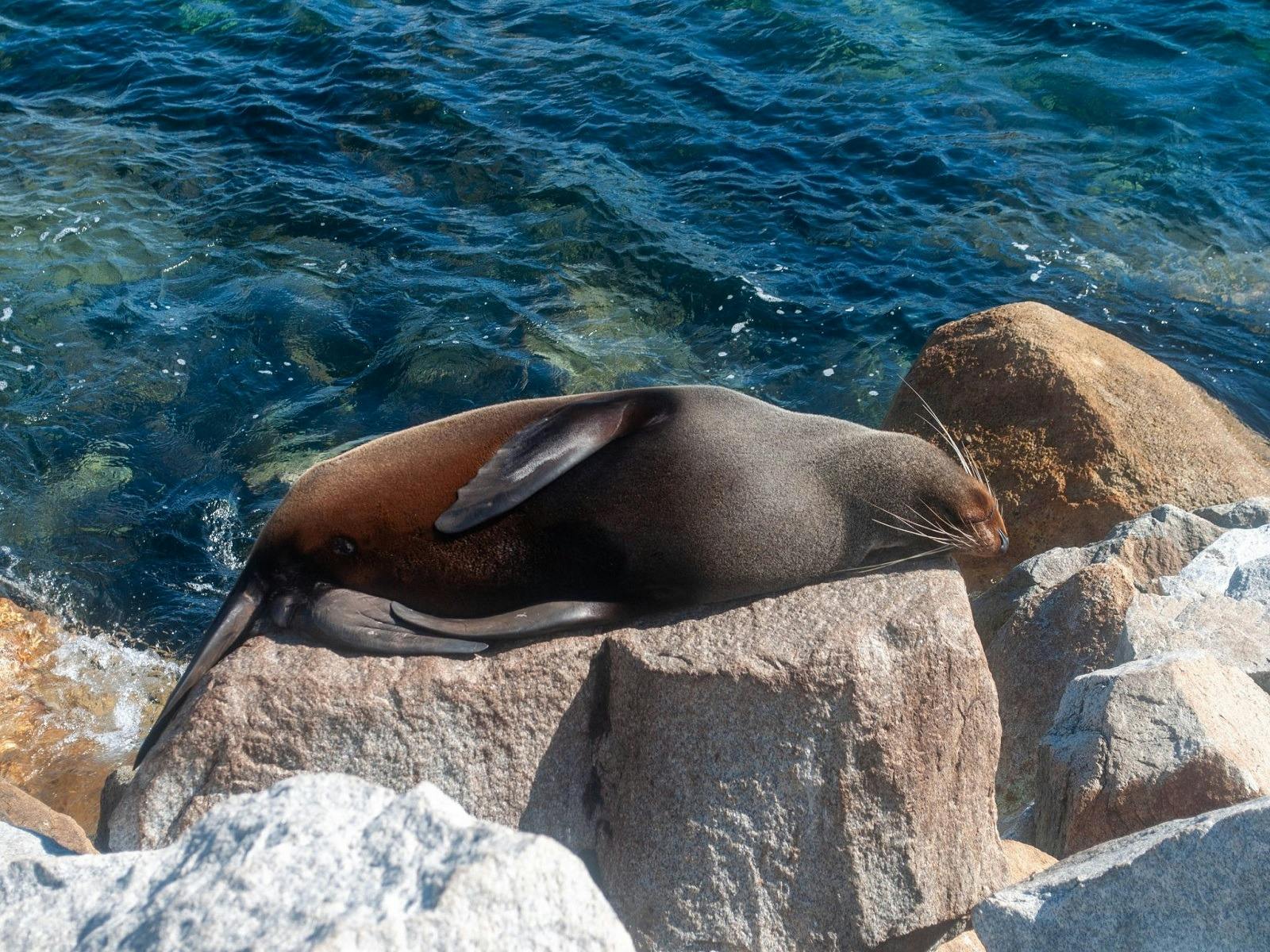 Narooma Seals