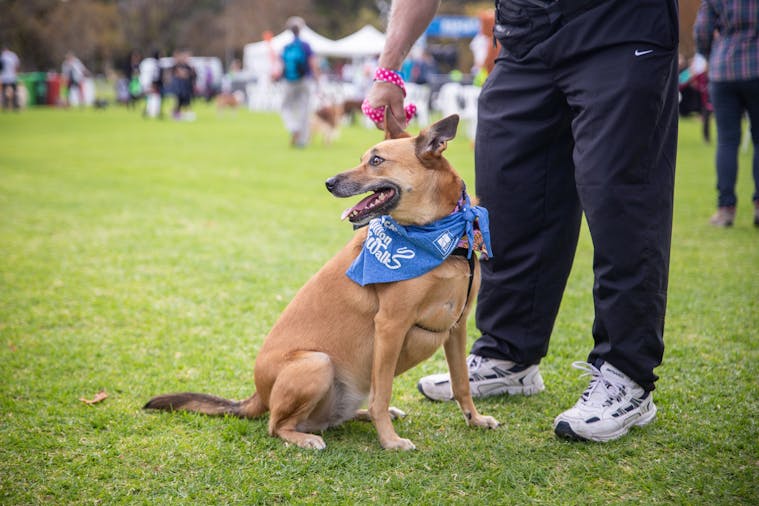 RSPCA Million Paws Walk Adelaide